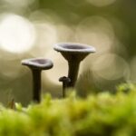 Makrofotografie: Pilze