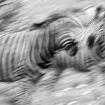 Jahresthema 2025 – Schwarz-Weiß