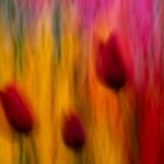 Tulpen. Tulpen. Tulpen.