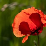 Mohnblumen