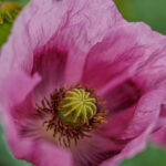Mohn