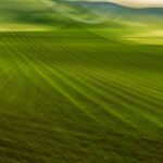 ICM - Intentional Camera Movement